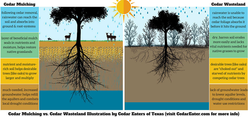 illustration showing cedar mulching vs. cedar wasteland