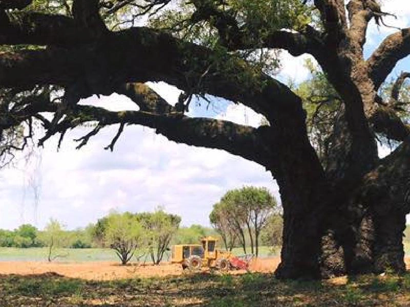 Land stewardship through forestry mulching