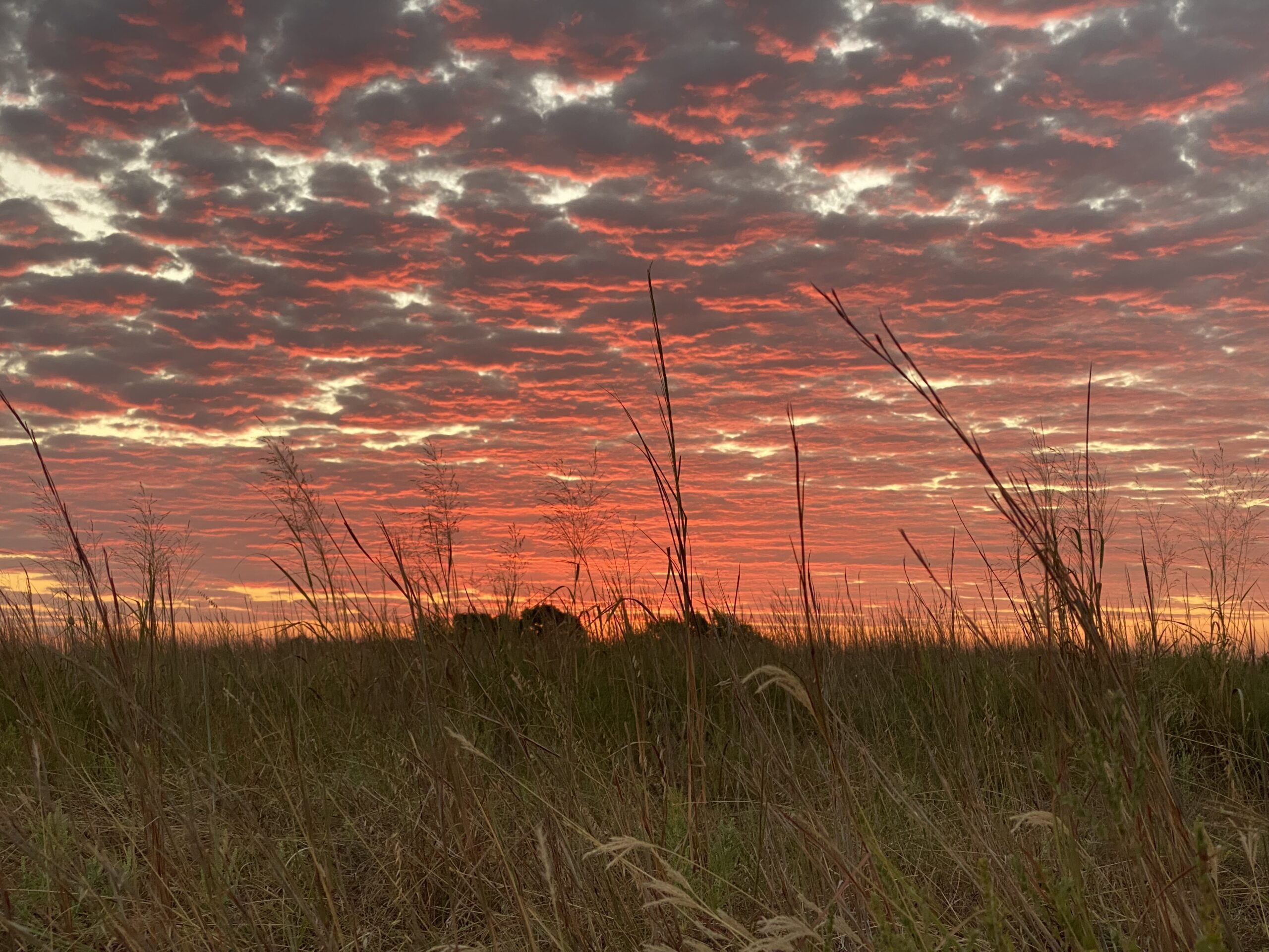 sunrise cedar eater land clearing oklahoma