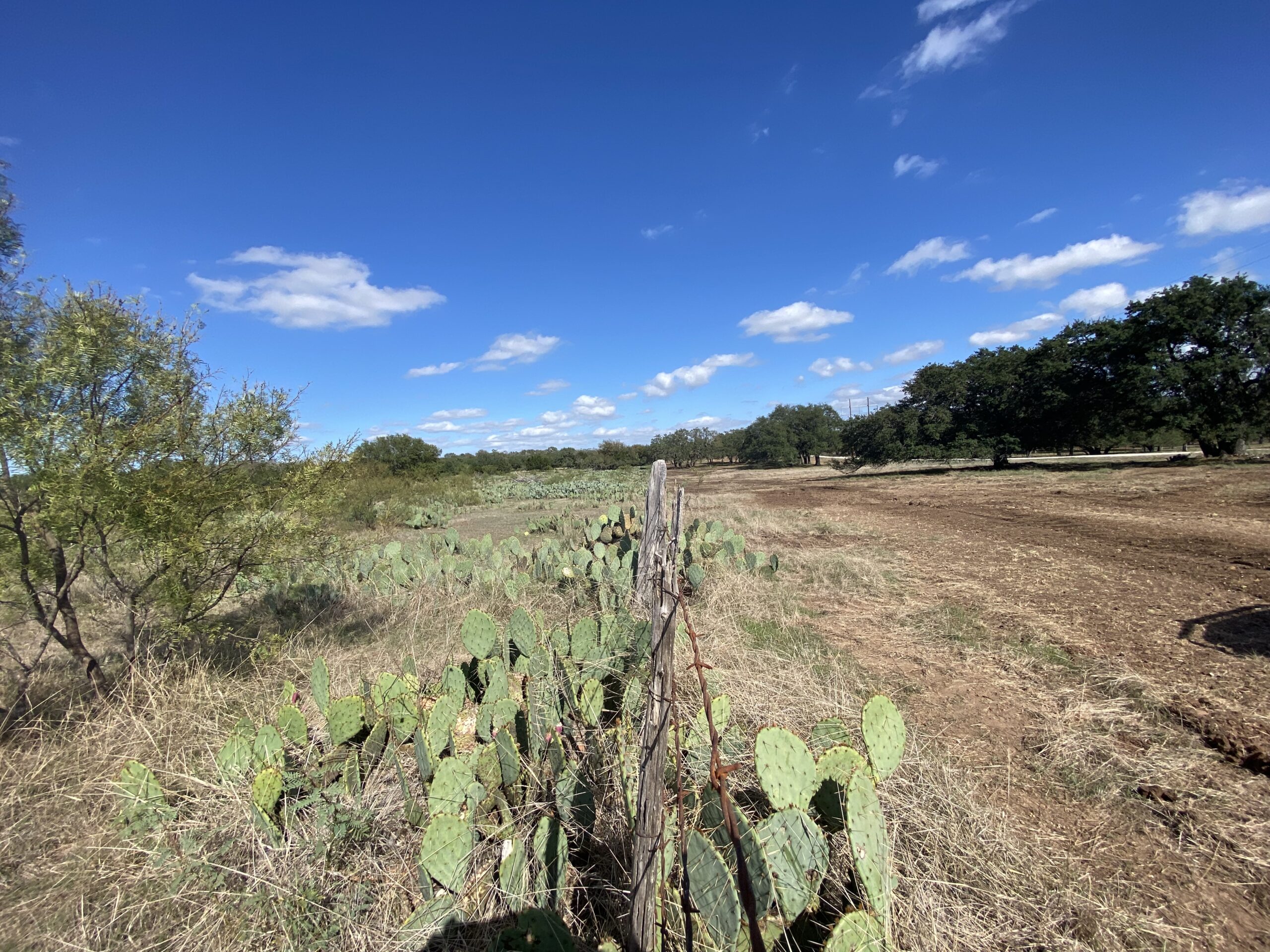 Prickly pear cactus fence line