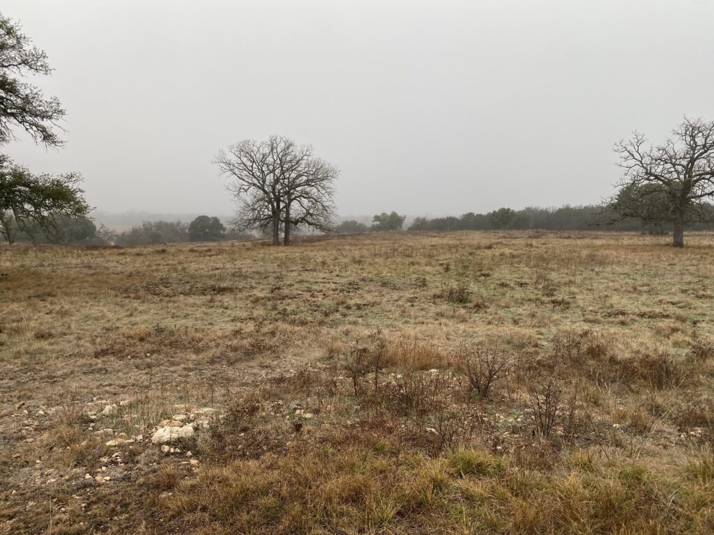 recovered cleared pasture land with native grasses and no sign of Mesquite or Cactus that once flourished in this pasture.