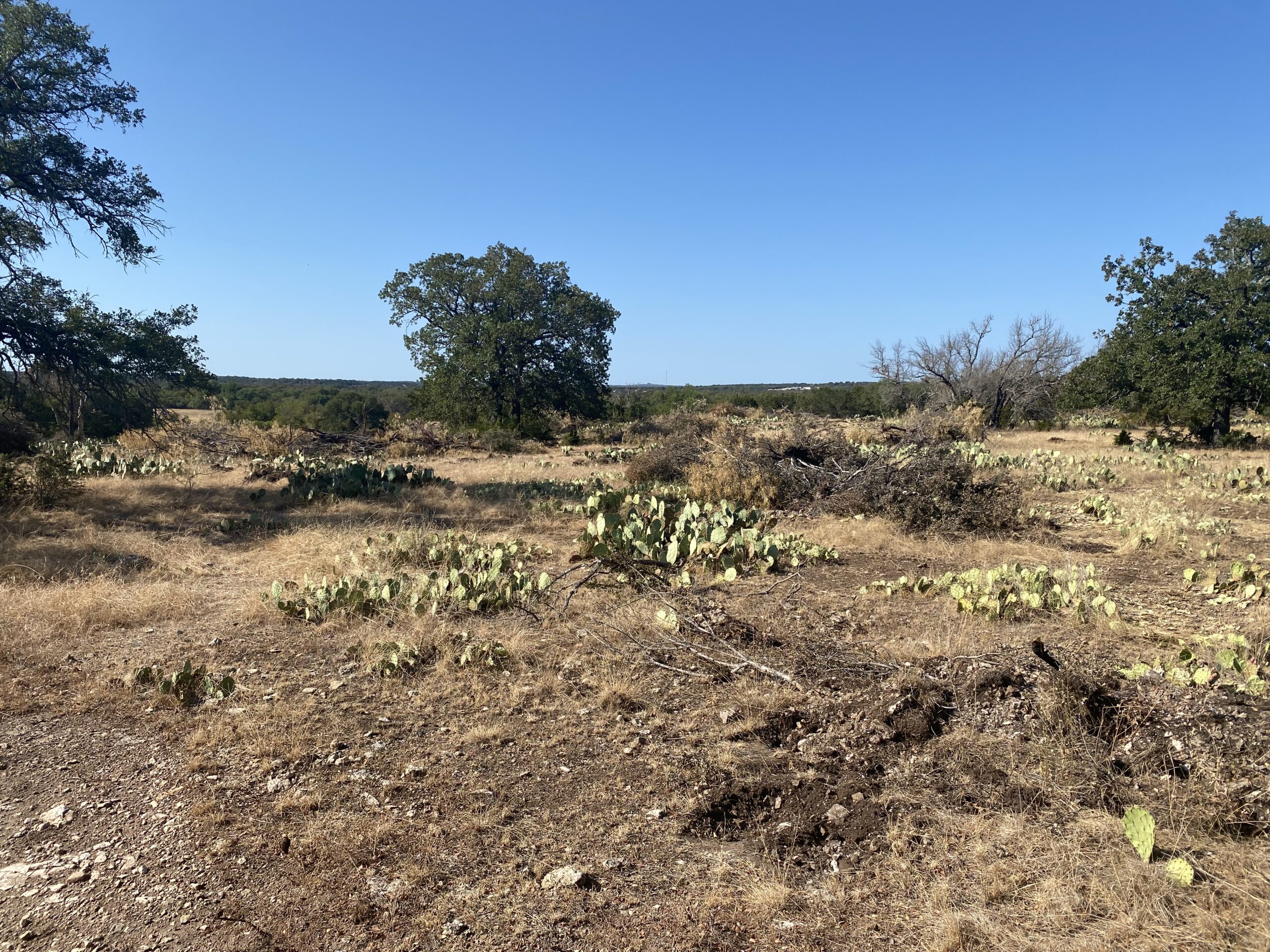 Pasture with Grubbed Mesquite,Persimmon, and Prickly Pear cactus everywhere.