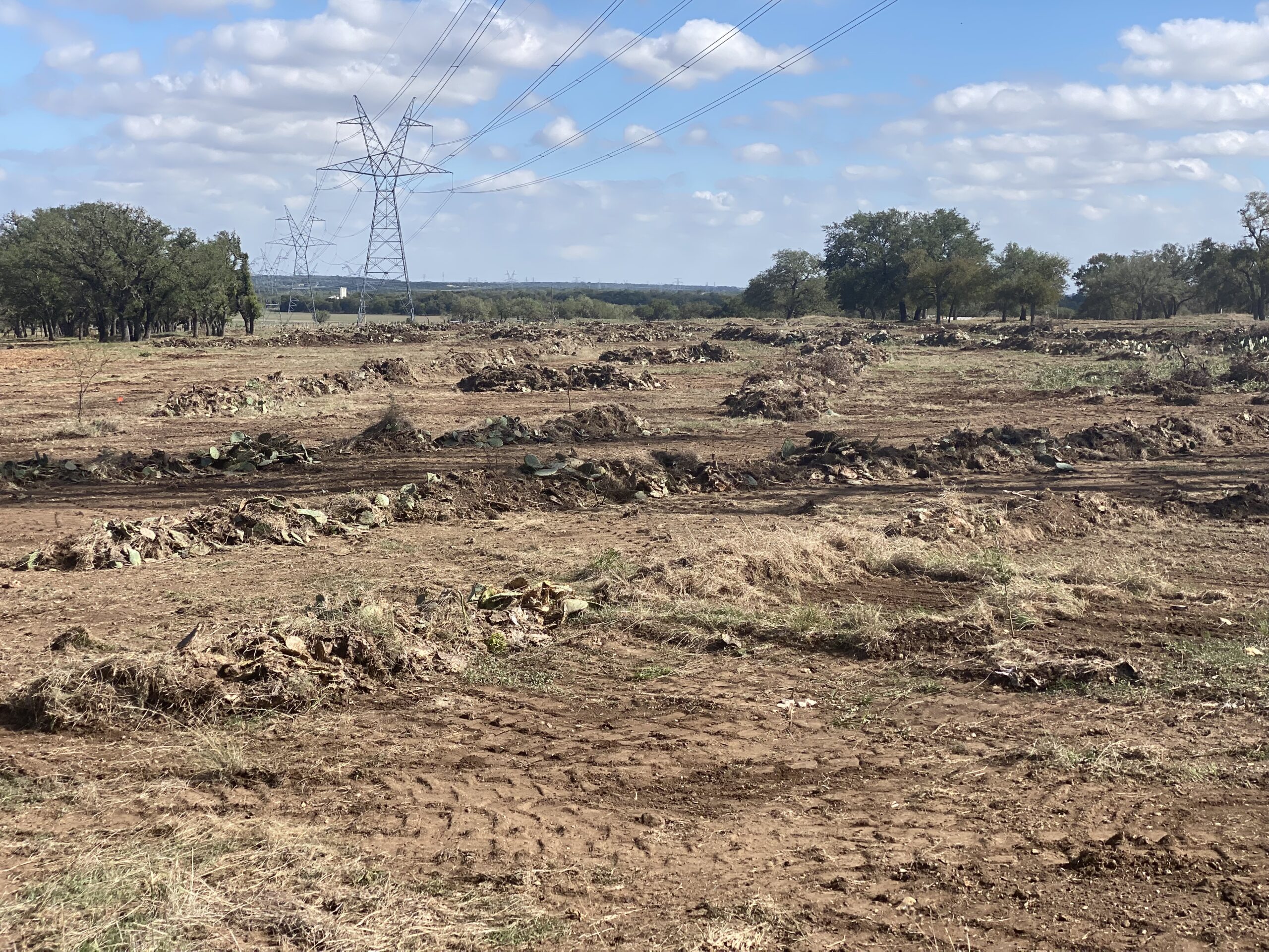 pastureland with row or pushed up prickly pear cactus.