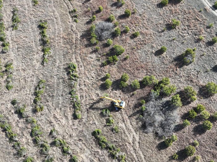 land-clearing-biomimicry-cedar-eater