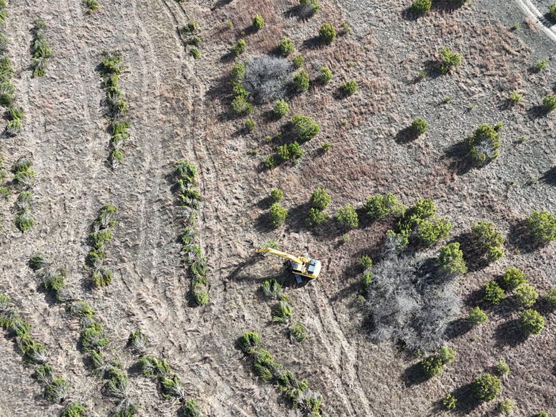 land-clearing-biomimicry-cedar-eater