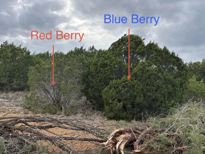 Red Berry and Blue Berry Trees