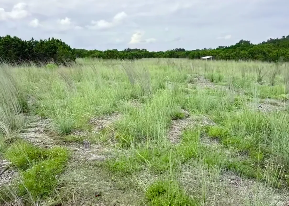 Native grass growth 6 months after cedar eater mulching