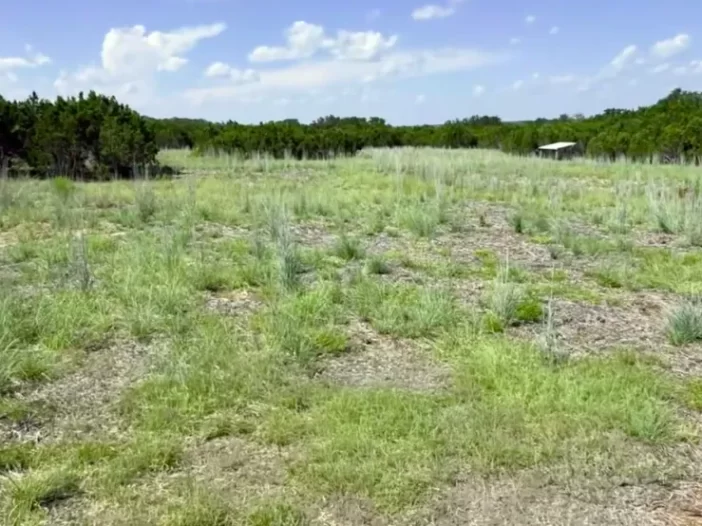 Mulching for native grass growth in Texas
