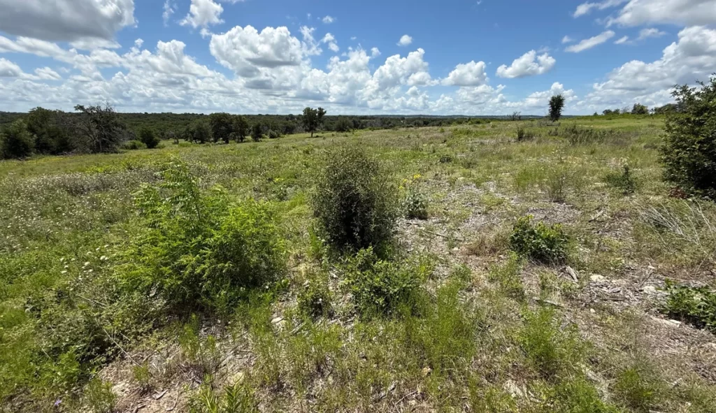 1 year of recovery after Cedar Eater mulching wildfire area