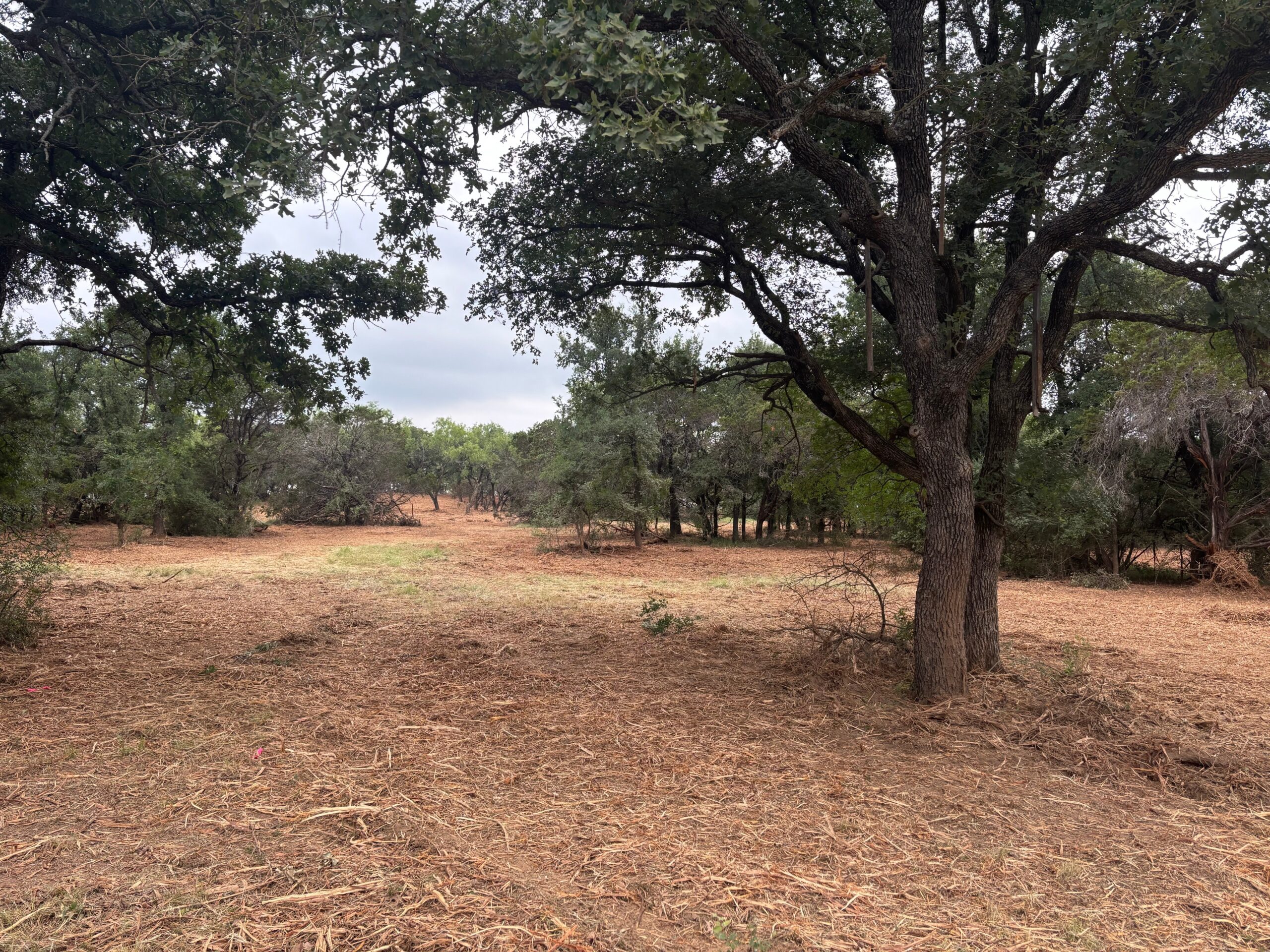 Cedar and brush cleared away from desirable hardwoods.