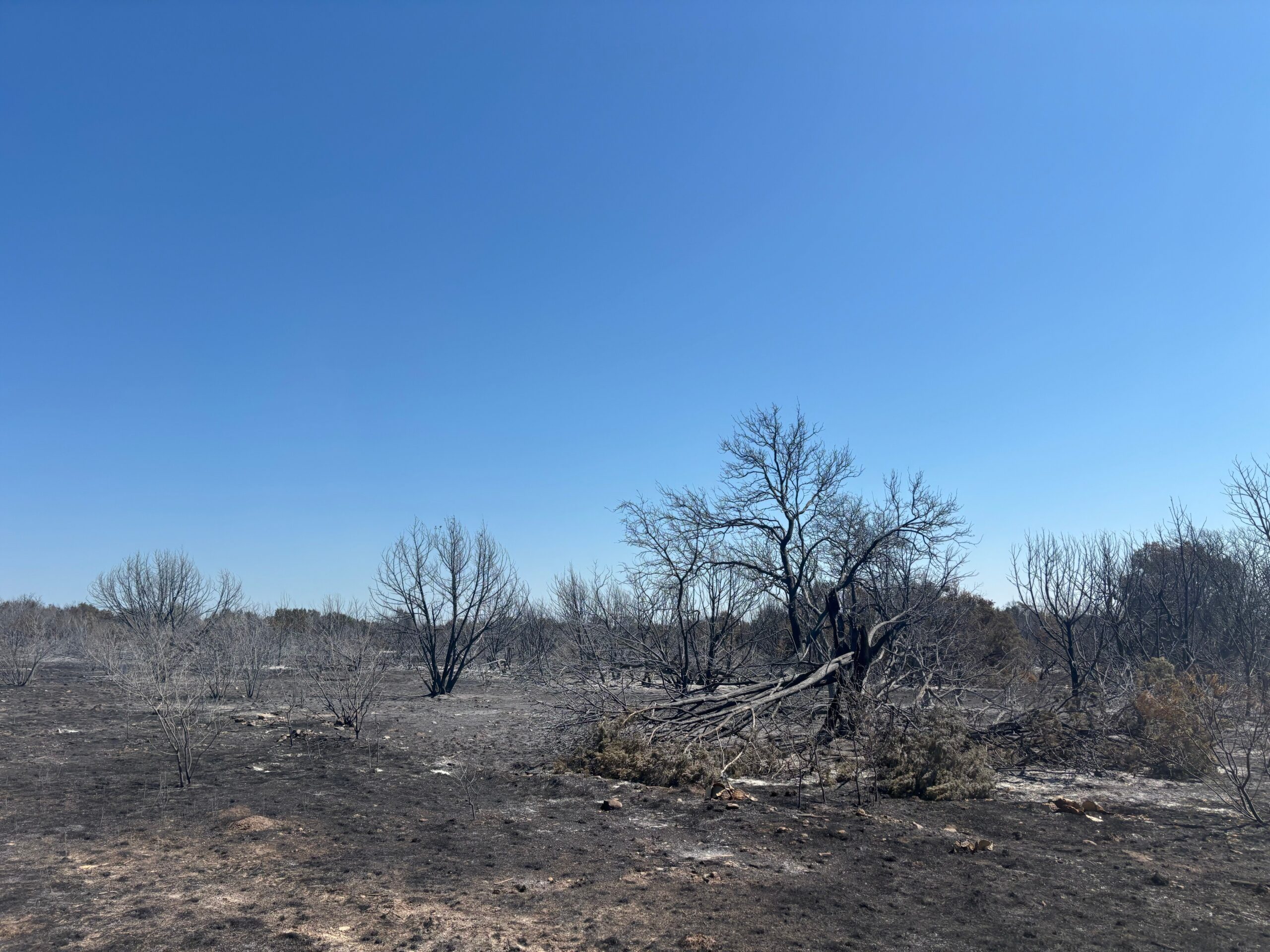 Recent wildfire burn scar in Central Texas.