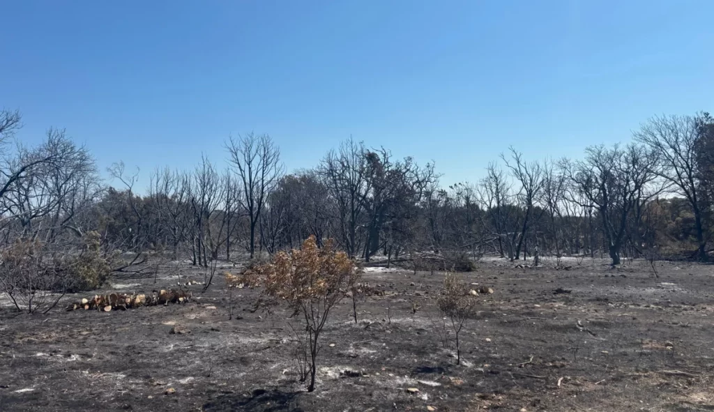 Rio Escondido Wildfire in Hamilton County - Cedar Eater Forestry Mulching