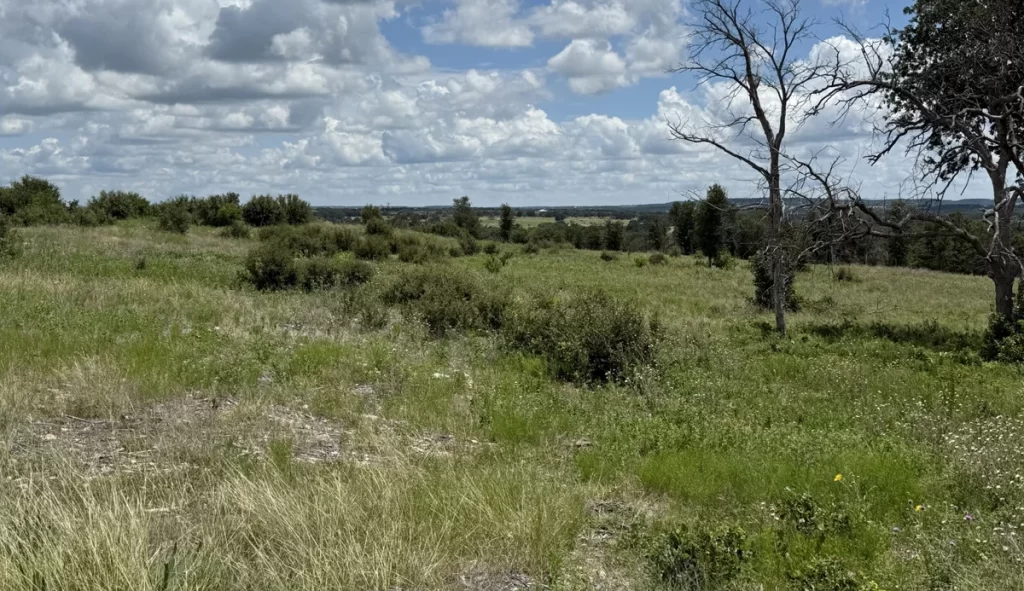 Wildfire burn area recovery 1 year after mulching burn scar.