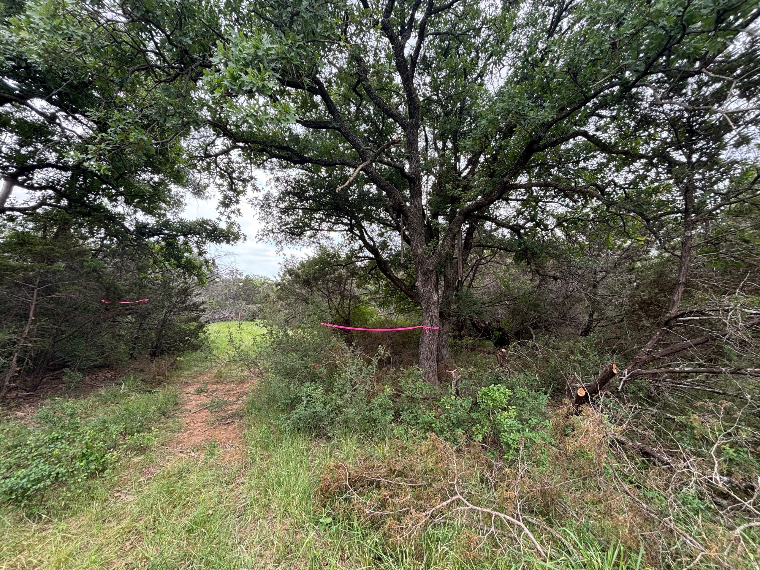 Area before Cedar was mulched.