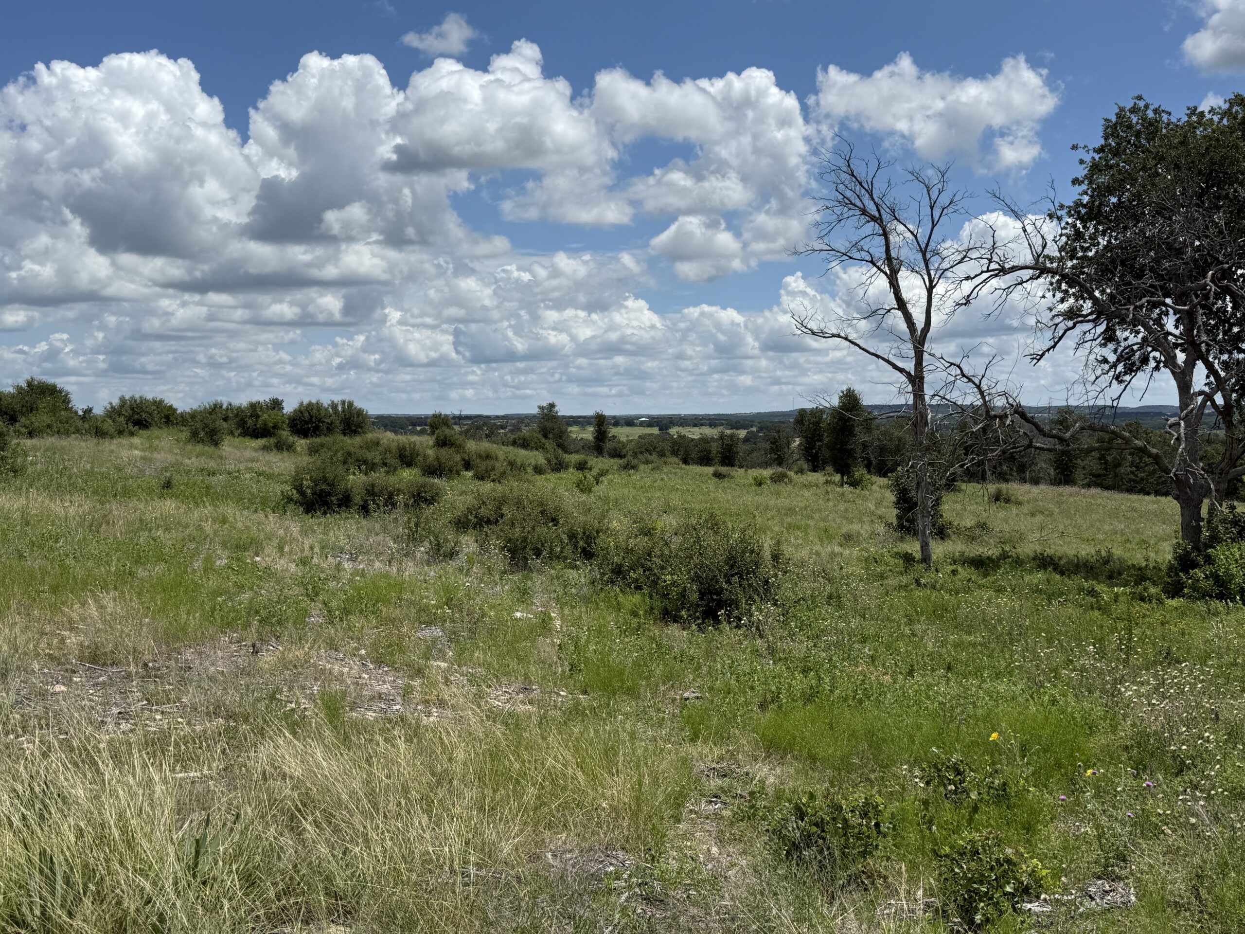 Wildfire burn area recovery 1 year after mulching burn scar.