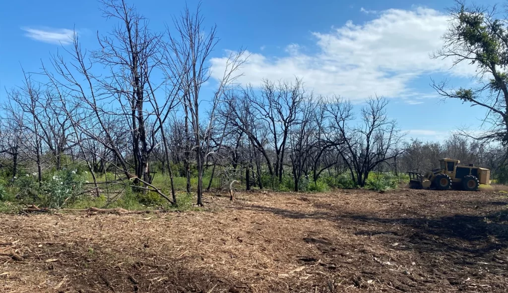 wildfire burn area in Central Texas after one year of recovery from initial burn.