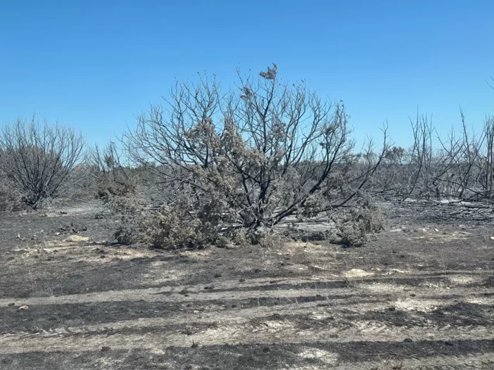 Wildfire in Hamilton County - Cedar Eater Forestry Mulching