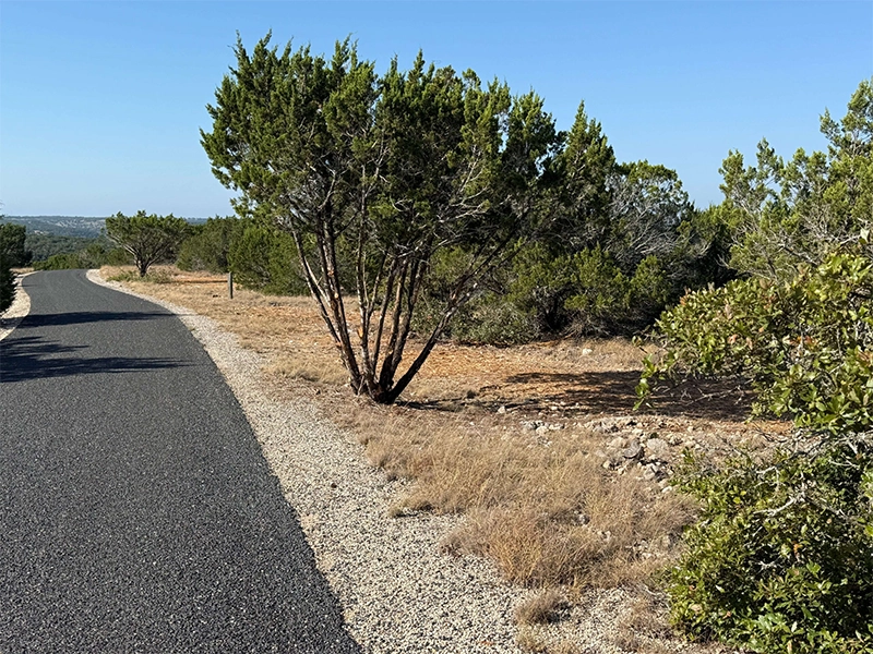 Cedar trees along entry road trimmed by hand crew.