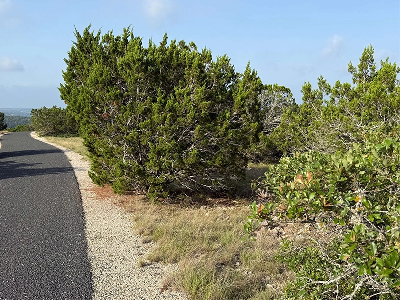 Hunt Texas: Cedar trees before hand crew clean up